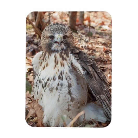 Rot band den verdoppelten Falken an Magnet (Vertikal)