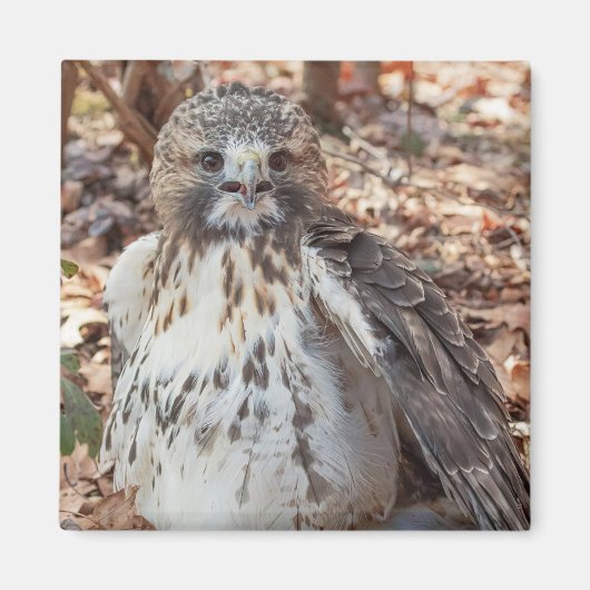 Rot band den verdoppelten Falken an Magnet (Vorne)