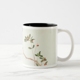 Rot-berechnete blaue Elster, Beeren eines Zweifarbige Tasse