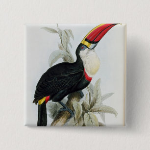 Rot-Berechnetes Toucan, von 'einer Monographie des Button