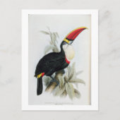 Rot-Billing Toucan, von 'A Monograph of the Rampha Postkarte (Vorderseite)