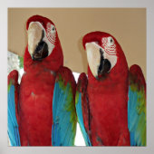 Rot, Blau, Grüne Macaws (Papageien) Poster (Vorne)