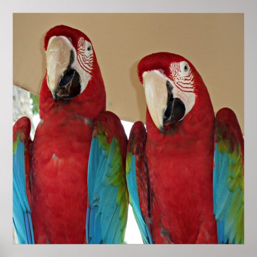 Rot, Blau, Grüne Macaws (Papageien) Poster (Vorne)