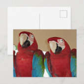 Rot, Blau, Grüne Macaws (Papageien) Postkarte (Vorne/Hinten)