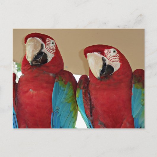 Rot, Blau, Grüne Macaws (Papageien) Postkarte (Vorderseite)