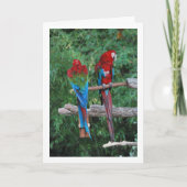 Rot-Blau- und Grüne Papageien Karte (Vorderseite)