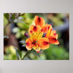 Rot-Blume und Orange-Alstroemeria Poster