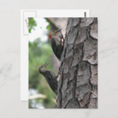 Rot-böse Postkarte für Männer und Flöhe (Vorne/Hinten)