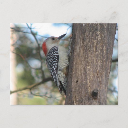 Rot-böse weibliche Postkarte (Vorderseite)