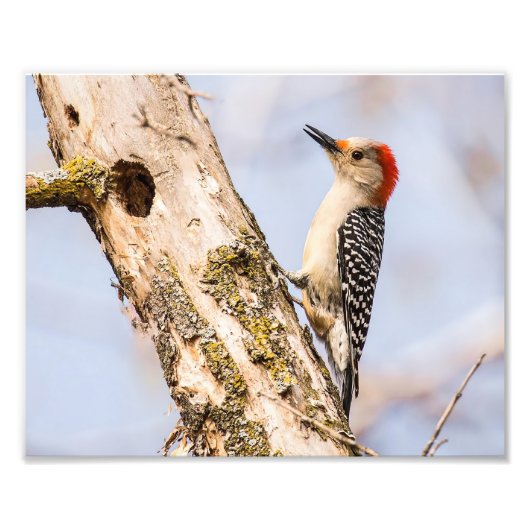 Rot-böse Woodpecker-Fotografie Fotodruck (Vorne)