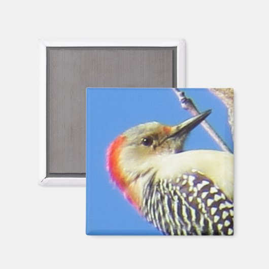 Rot-Böse Woodpecker Magnet (Vorderseite/Rückseite)