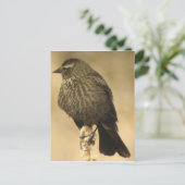 Rot-Flügel-Blackbird-Frau2 Postkarte (Stehend Vorderseite)