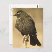 Rot-Flügel-Blackbird-Frau2 Postkarte (Vorne/Hinten)