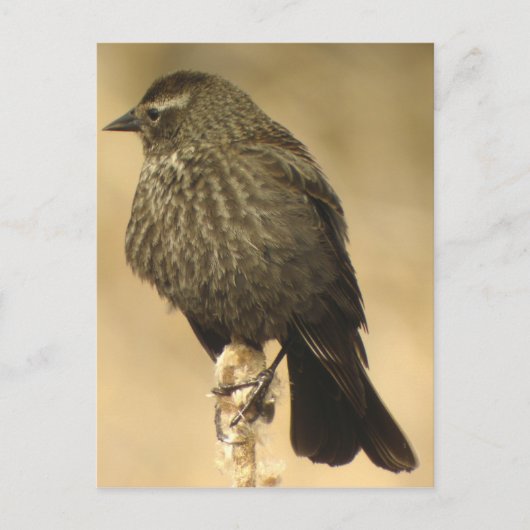 Rot-Flügel-Blackbird-Frau2 Postkarte (Vorderseite)