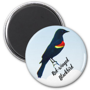Rot-Flügel-Blackbird-Magnet Magnet