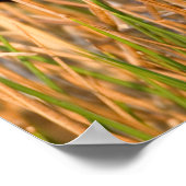 Rot-Flügel-Schwarzvogel-Männchen singen Poster (Ecke)