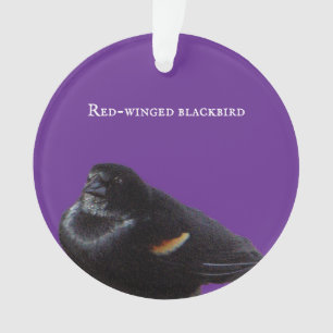 Rot-Flügel-Schwarzvogel-Ornament Ornament