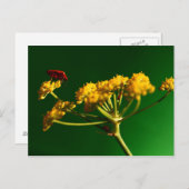 Rot - Gelb - Grün Postkarte (Vorne/Hinten)