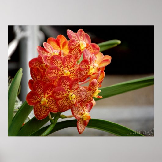 Rot-Gelb-Orchidee Poster (Vorne)