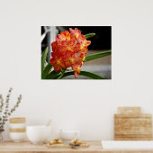 Rot-Gelb-Orchidee Poster (Küche)