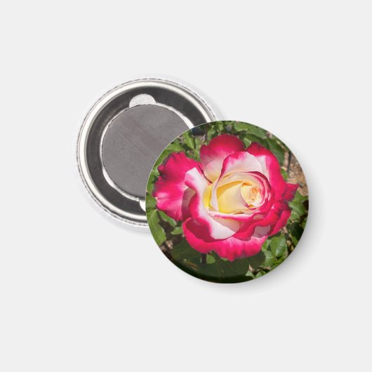 Rot-Gelb-Rose-Magnet Magnet (Vorderseite/Rückseite)