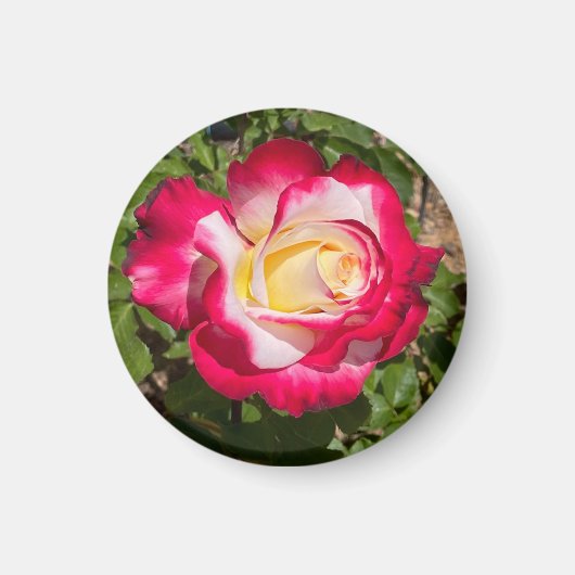 Rot-Gelb-Rose-Magnet Magnet (Vorne)