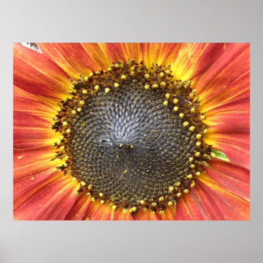 Rot-Gelb-Sonnenblumendruck Poster (Vorne)