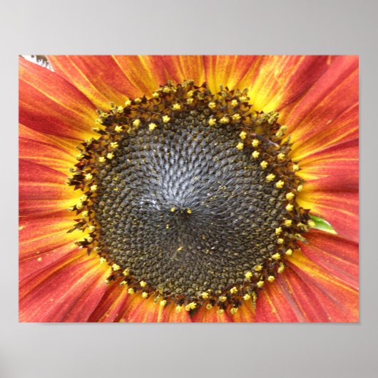Rot-Gelb-Sonnenblumendruck Poster (Vorne)