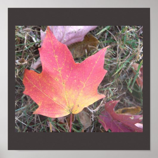 Rot Gelbes Herbstblatt Poster (Vorne)