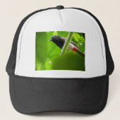 Rot-gelüfteter Bulbul (Pycnonotus cafer) Truckerkappe (Vorderseite)