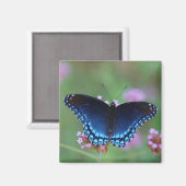 rot-gepunktet lila magnet (Vorderseite/Rückseite)