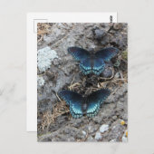 Rot-gepunktet Lila Postkarte (Vorne/Hinten)