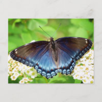 Rot Gepunktet Lila - Schmetterling