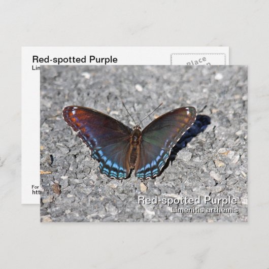 Rot-gepunktete Lila Postkarte (Vorne/Hinten)