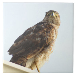 Rot-Geschulterte Falke Fliese