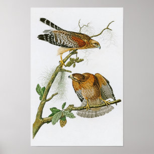 Rot-geschulterte Vögel Falke-Johns Audubon von Poster