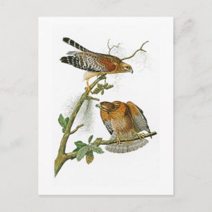 Rot-geschulterte Vögel Falke-Johns Audubon von Postkarte