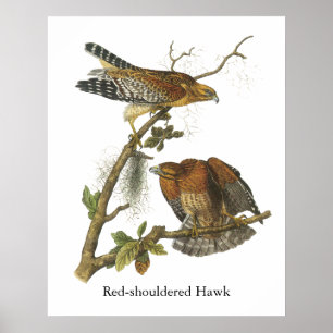 Rot-geschulterter Falke, John Audubon Poster