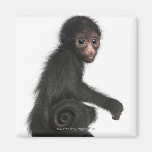 Rot-gesichtiger Spinnen-Affe - Ateles paniscus (3 Magnet