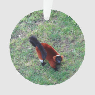 Rot getrumpfte Verzierung des Lemur-#1-1 Ornament