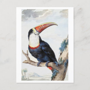 Rot gezeichnete Toucan Vintag Illustration Postkar Postkarte