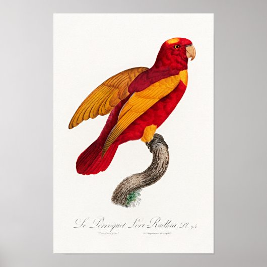 Rot-Gold-Lori, Poster (Vorne)