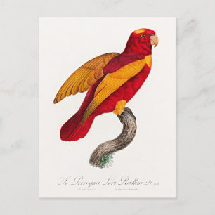 Rot-Gold-Lori, Postkarte