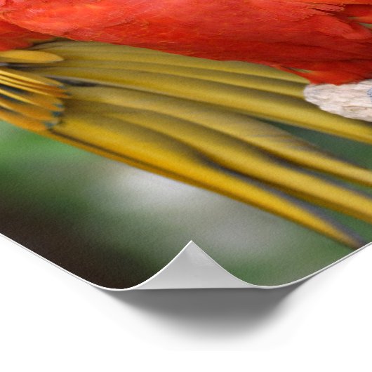 Rot-Grün-Maca Poster (Ecke)