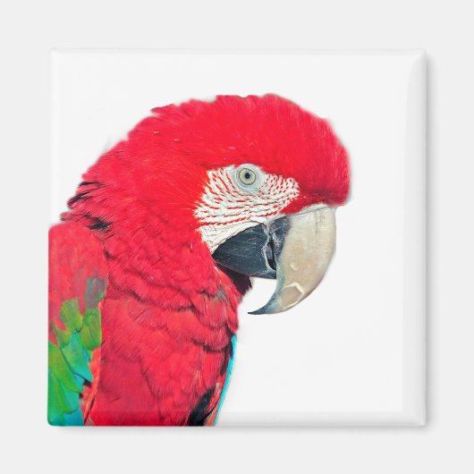 Rot-Grün-Papagei-Magnet Magnet (Vorne)