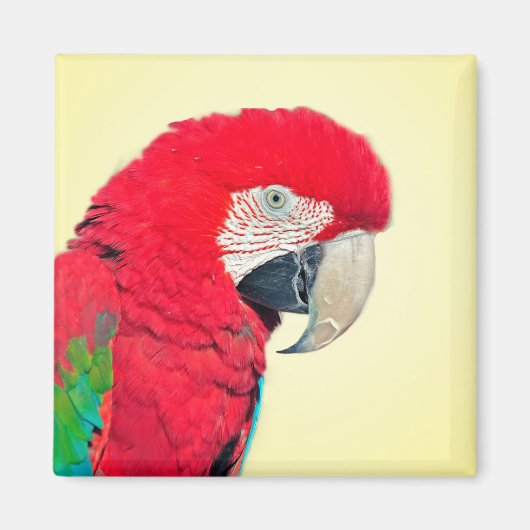 Rot-Grün-Papagei-Magnet Magnet (Vorne)