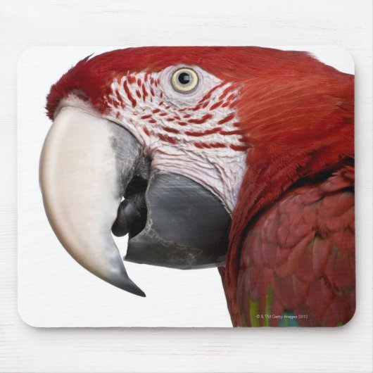 Rot-grüne Maca-Chloropterus Mousepad (Vorne)