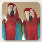 Rot-grüne Macaws (Papageien) Untersetzer (Vorderseite)