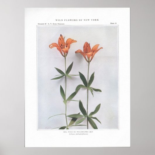 Rot, Holz oder Philadelphia Lily Poster (Vorne)