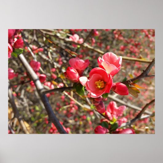 rot im Frühling Poster (Vorne)
